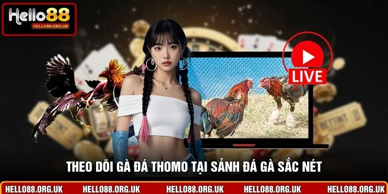 Theo dõi gà đá Thomo tại sảnh đá gà sắc nét